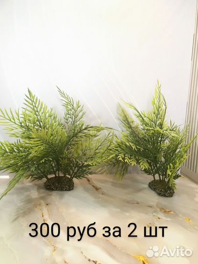 Сомы вуалевые,звёздчатый,гроты, растения