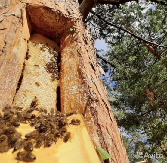 Бортевой мёд диких пчёл