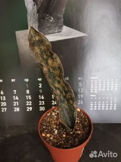 Сансевиерия сортовая