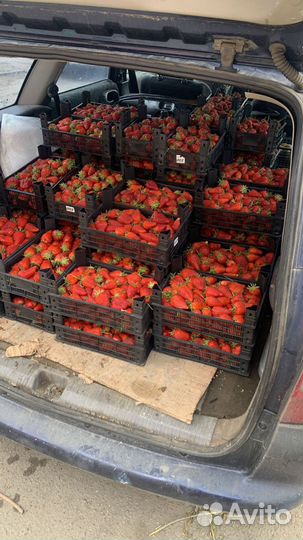 Клубника Азербайджан