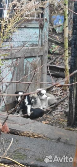 Щенки в добрые руки