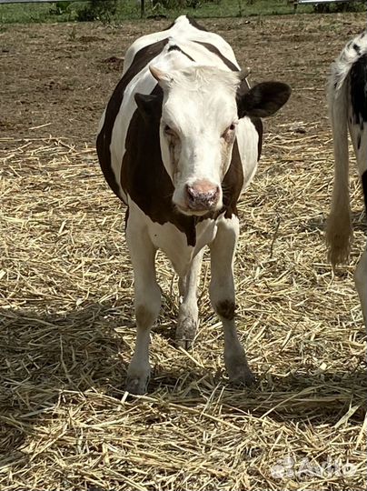 Телки голштины