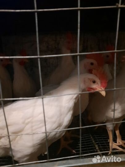 Молодые петухи Легорн