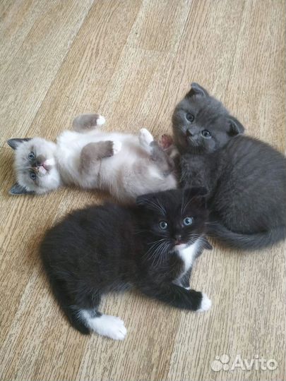Шотландские котята