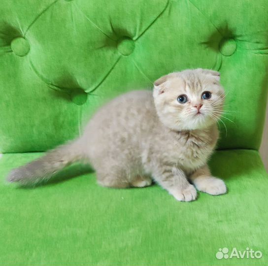 Шотландская