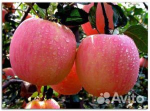Яблони полукультурки высокозимостойкие в зкс