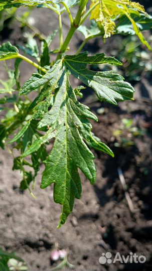 Клен остролистный