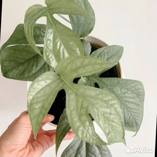 Монстера Амидриум Медиум Сильвер