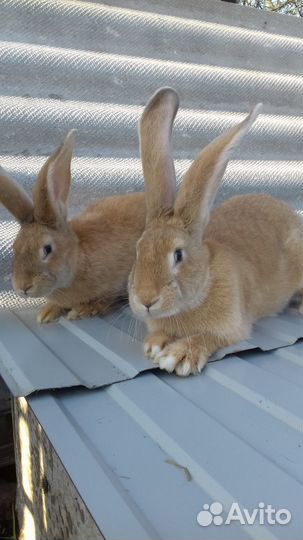 Кролики