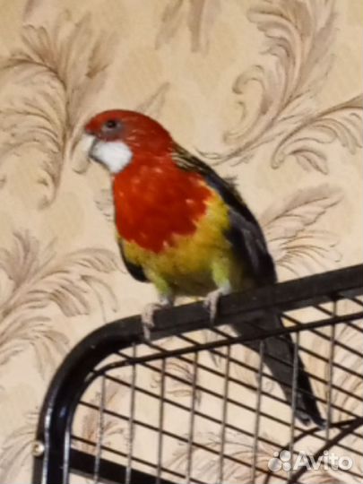 Продам попугая розелла