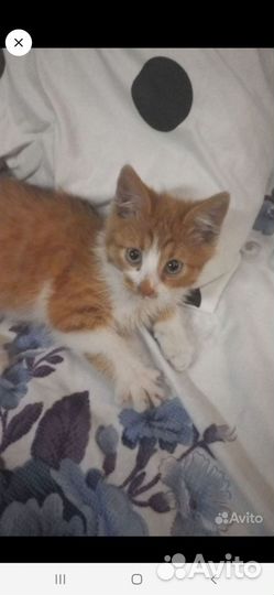 Кошка в дар мальчик