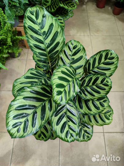 Калатея макоя