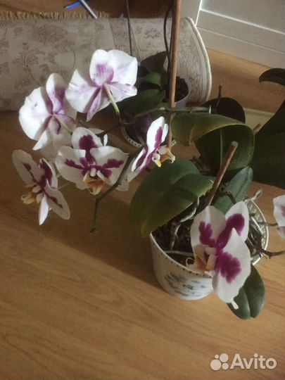 Орхидея