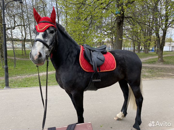 Комплект на лошадь, фартук для подпруги