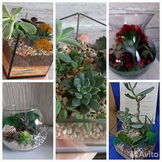 Флорариум подарок цветы