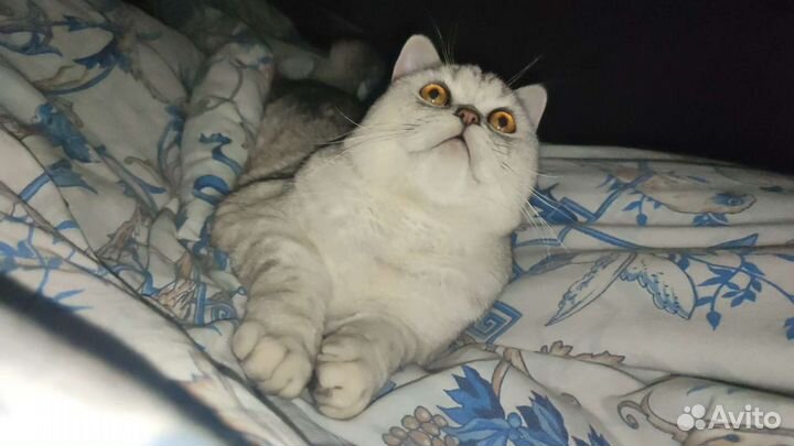 Шотландский страйт. Вязка