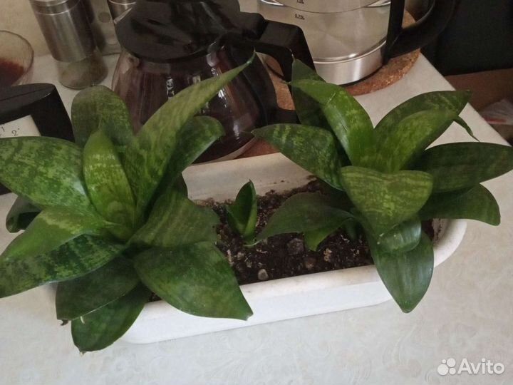 Комнатные цветы