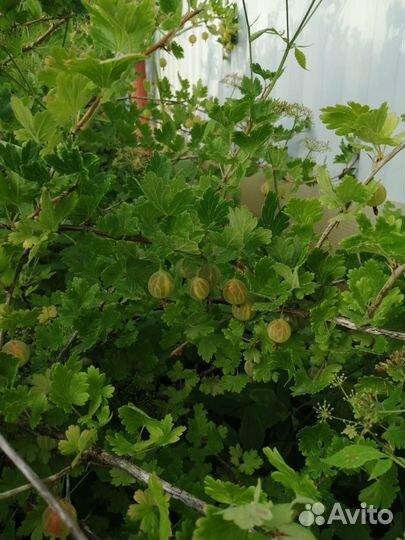 Крыжовник желтый