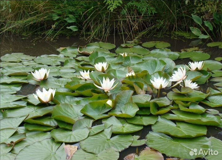 Нимфеи для пруда