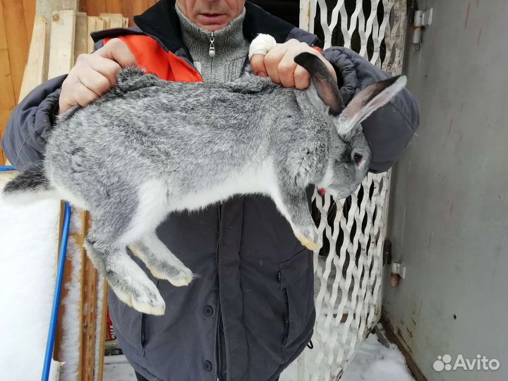 Продам кроликов породы Серый великан
