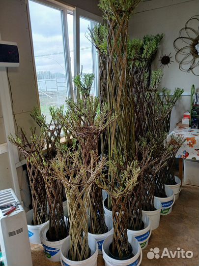 Плетеные деревья из ивы