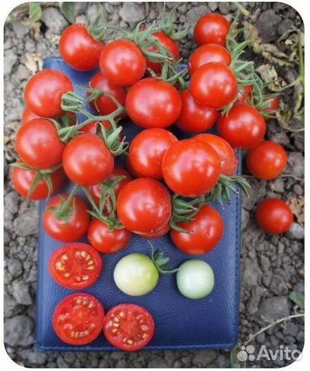 Семена Томата 