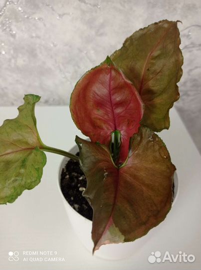 Сингониум клубничный лед