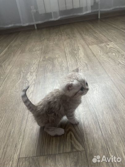 Шотландские вислоухие котята