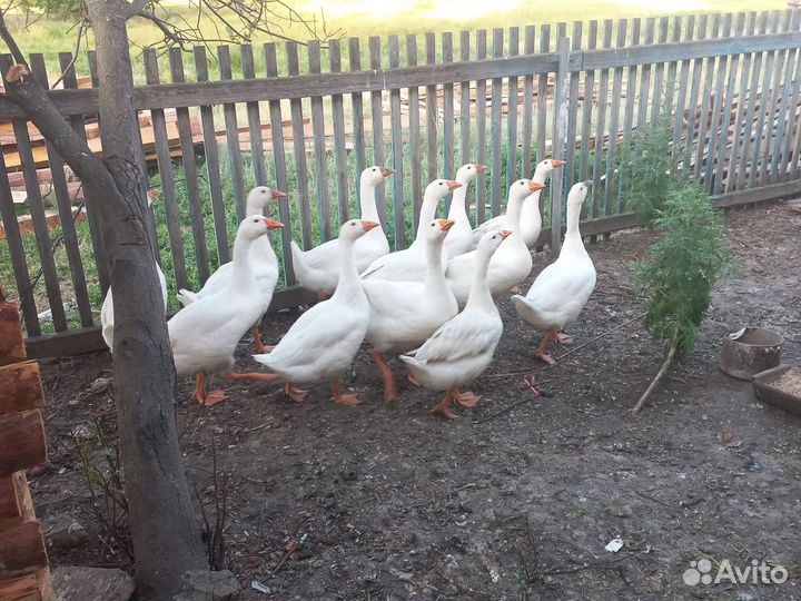 Продам коз, гусей и петушков