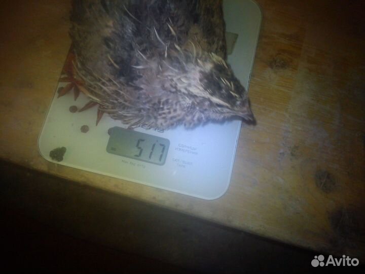 Перепел техасский и французский бройлерные