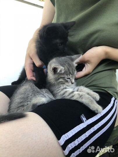 Котята в добрые руки мальчик и девочка