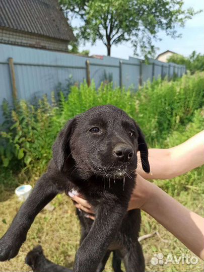 Собака в добрые руки щенок