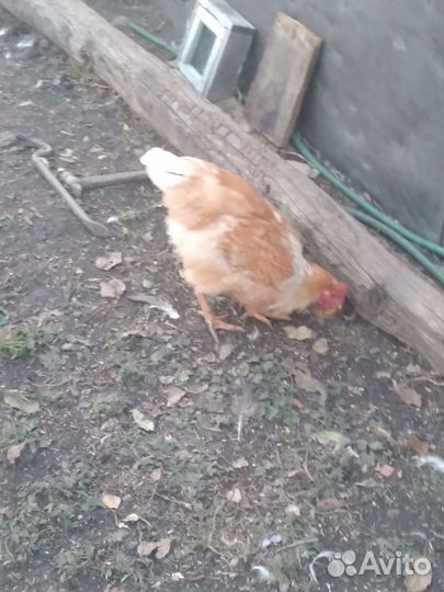 Продам молодых петухов