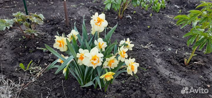 Мускари и Нарциссы