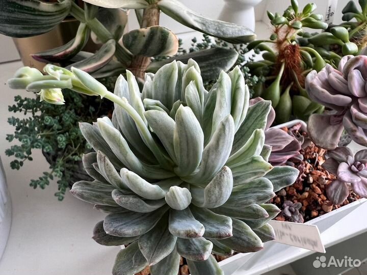 Суккуленты