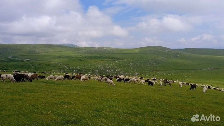 Баранина/ягнятина