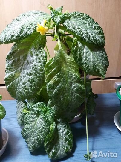 Эписция жёлтая