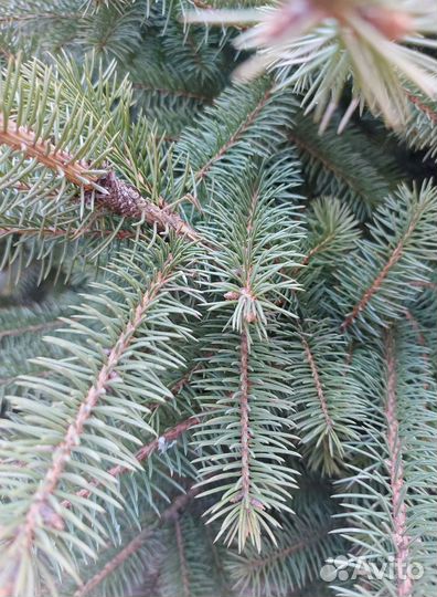 Ель голубая 1.2м