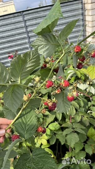 Ремонтантная малина