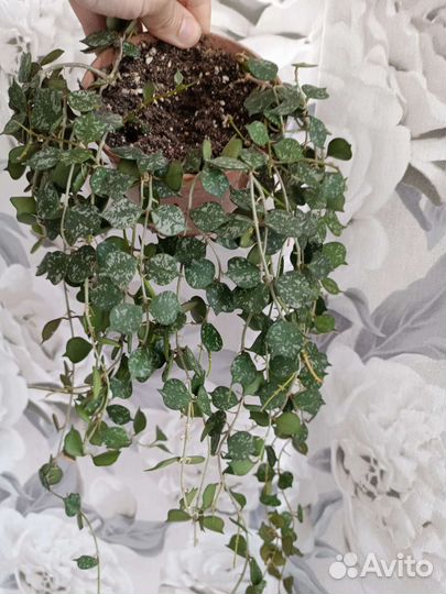 Хойя Куртиси (Hoya Curtisii)