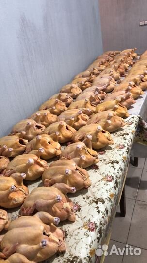Куры бройлеры