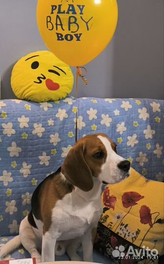 Вязка кобель бигль