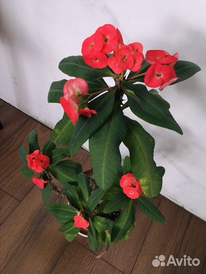 Молочай алый