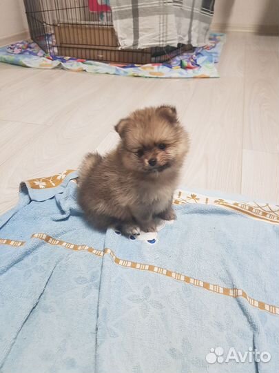 Щенки Шпица