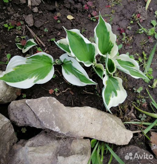 Многолетние цветы