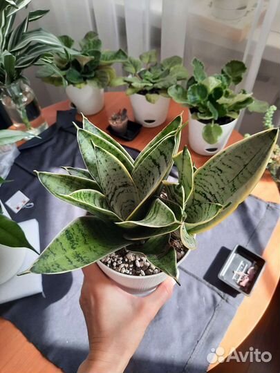 Сансевиерия ханни крем