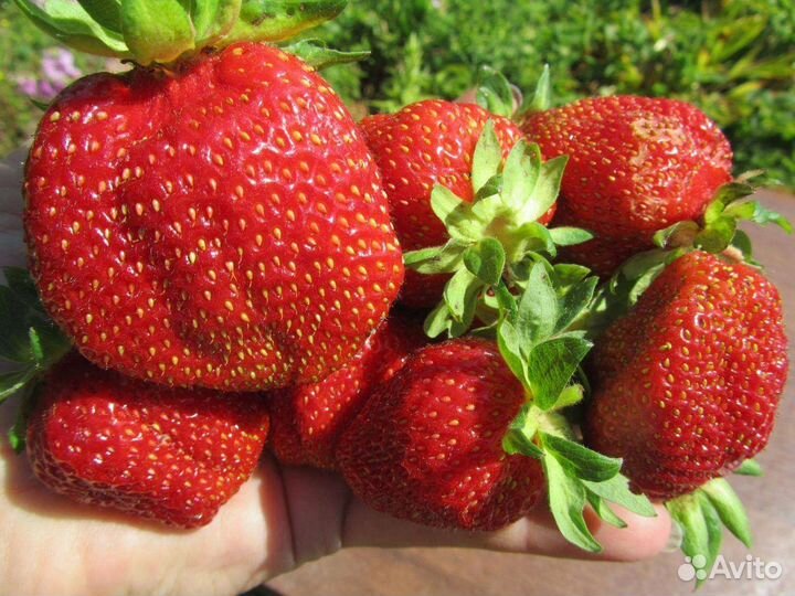 Рассада клубники и земляники безусой