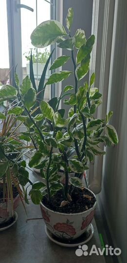 Педилантус титималойдный отростки