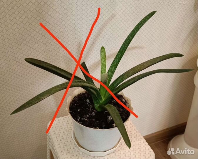 Алоэ вера. Столетник. Лечебный. Каланхоэ жёлтое