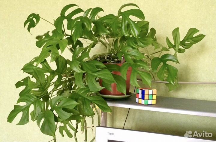 Растение для темных мест в глубине комнаты